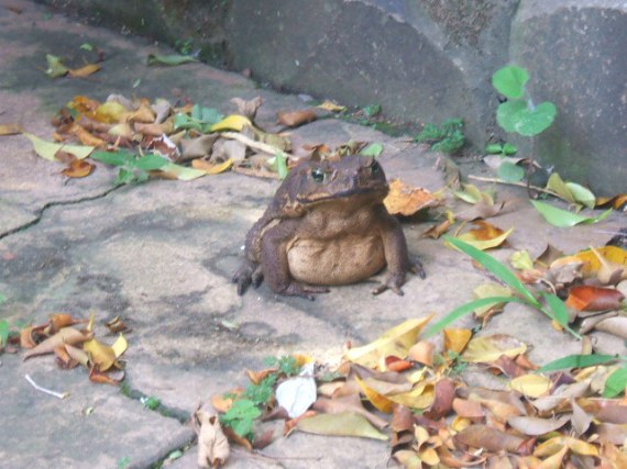 Garden Toad!